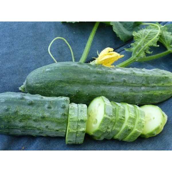 Davids Garden Seeds Cucumber Slicing Spacemaster SL321Y Green 5...