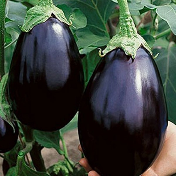 Davids Garden Seeds Eggplant Black Beauty SL2470 Black 50 Heirl...