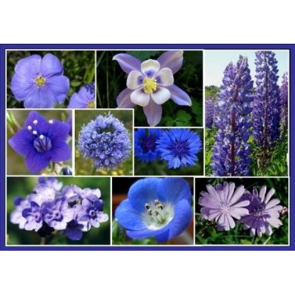 Davids Garden Seeds Wildflower Singing The Blues Mix OS111 Blue...