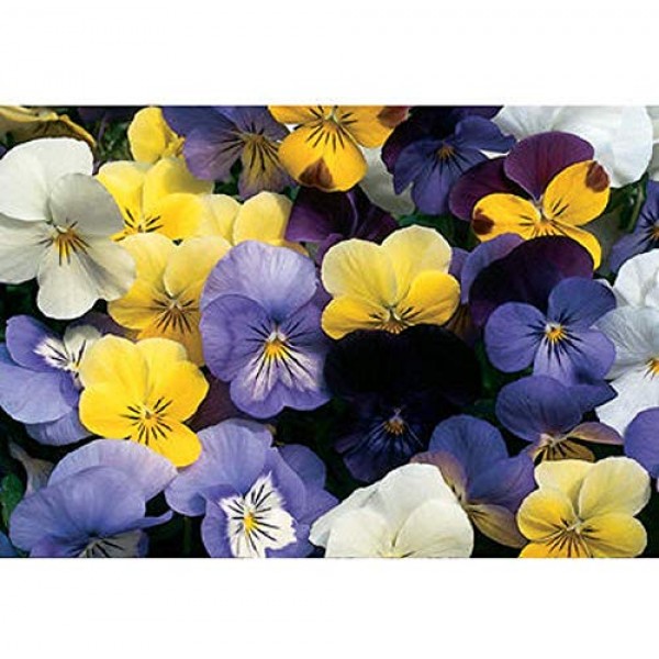 Davids Garden Seeds Flower Viola Sorbet Formula Mix Edible SL53...