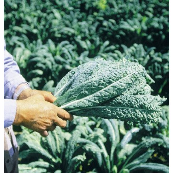 Davids Garden Seeds Kale Toscano SL2123 Green 500 Non-GMO, Heir...