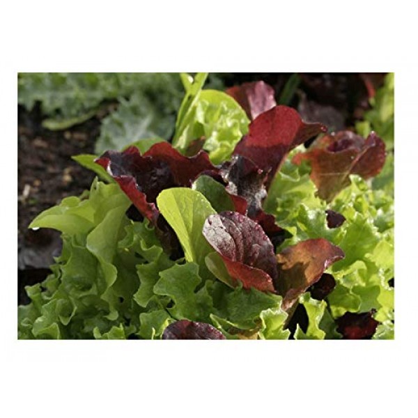 Davids Garden Seeds Lettuce Mix Encore SL2369 Multi 500 Non-GMO...