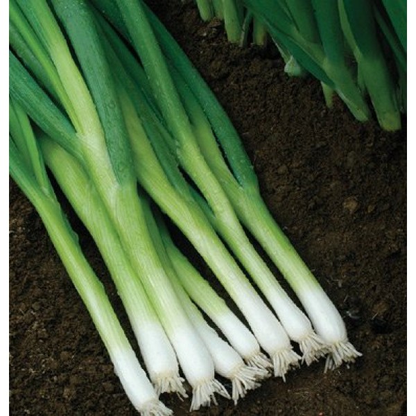 Davids Garden Seeds Bunching Onion Evergreen Hardy White OS502 W...