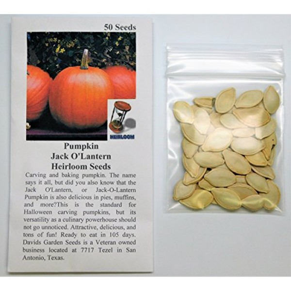 Davids Garden Seeds Pumpkin Jack OLantern SL9831 Orange 50 Non...
