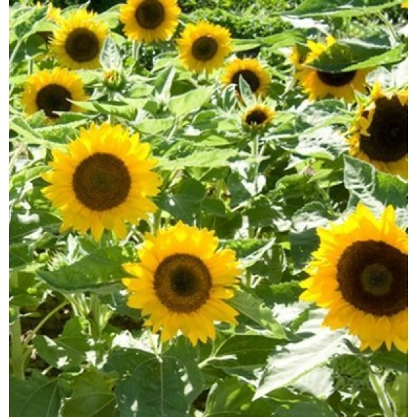 Davids Garden Seeds Sunflower Big Smile SV1312 Yellow 25 Open P...