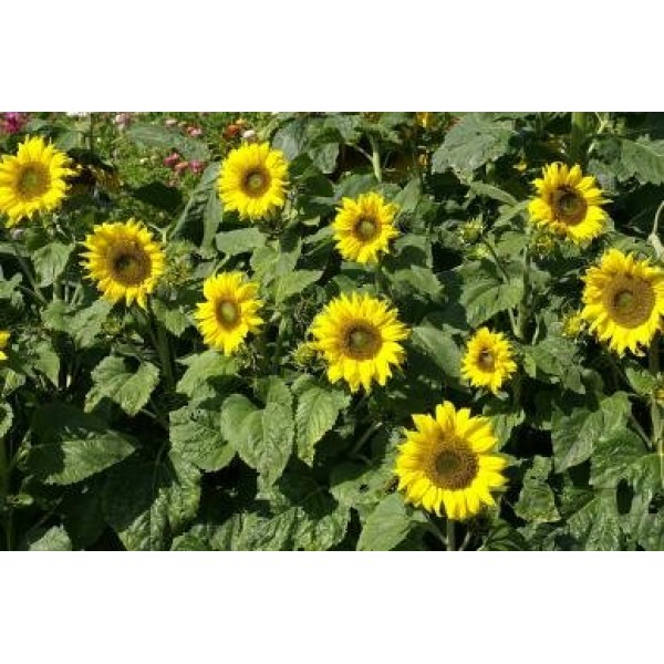 Davids Garden Seeds Sunflower Topolino D139ZXC Yellow 50 Open P...