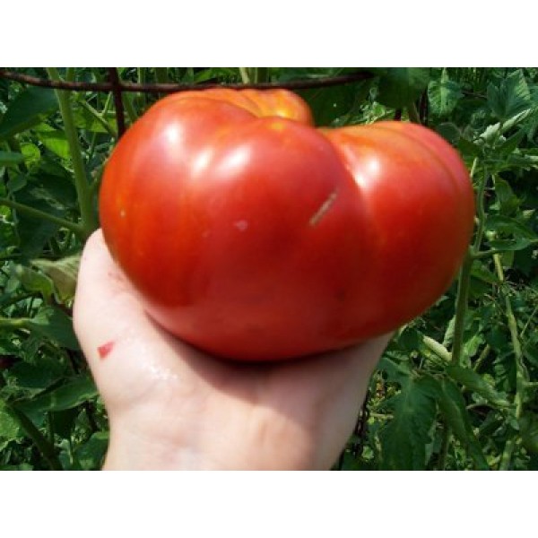 Davids Garden Seeds Tomato Beefsteak Mortgage Lifter Red 50 Org...