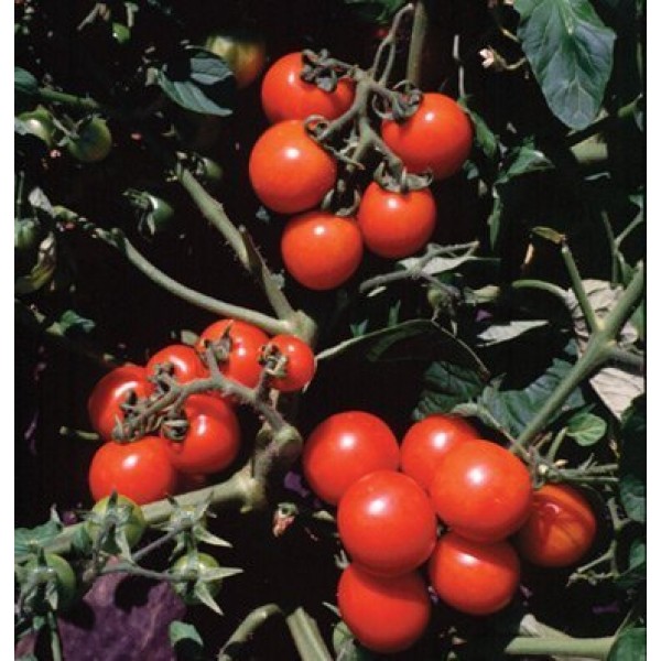 Davids Garden Seeds Tomato Cherry Washington SV764 Red 50 Organ...