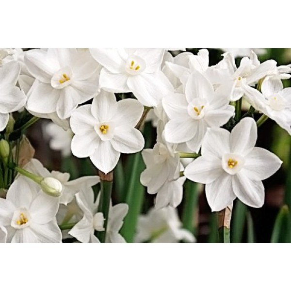 30 Ziva Paperwhites 13-15cm- Indoor Narcissus: Narcissus Tazetta--...