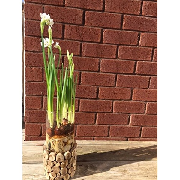 30 Ziva Paperwhites 13-15cm- Indoor Narcissus: Narcissus Tazetta--...