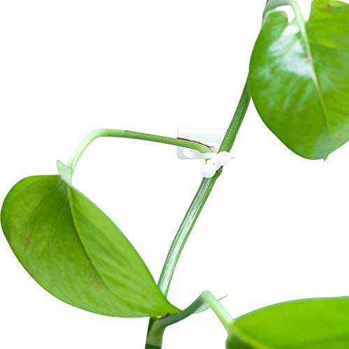 debieborahtoys 100Pcs Plant Climbing Wall Fixture Clips Self-Adhes...