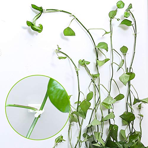 debieborahtoys 100Pcs Plant Climbing Wall Fixture Clips Self-Adhes...