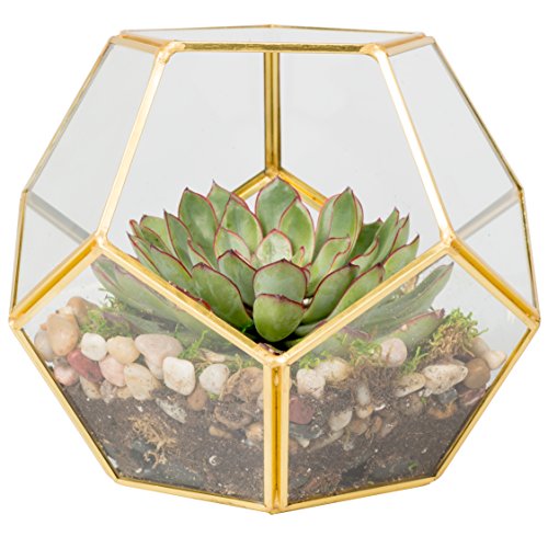 Deco Glass Geometric Terrarium, Succulent & Air Plant - Sphere 8....
