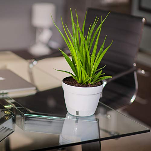 DecoPots - Self Watering Planter - Modern Flower Pot with Water Le...