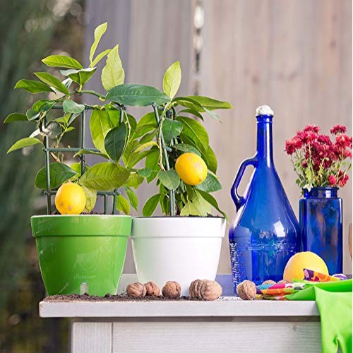 DecoPots - Self Watering Planter - Modern Flower Pot with Water Le...