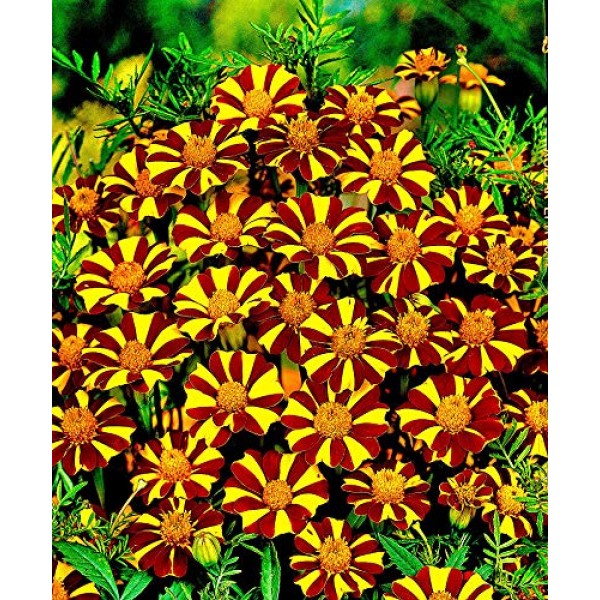 100+ Mixed Marigolds Tagetes Madjestic Flower Seeds African Orange...