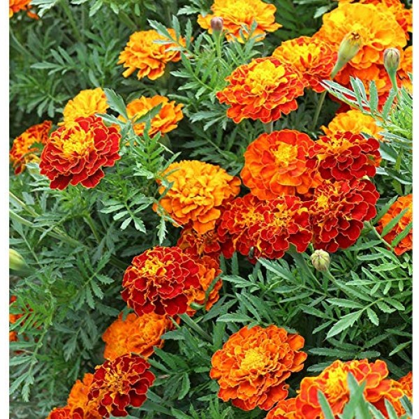 100+ Mixed Marigolds Tagetes Madjestic Flower Seeds African Orange...