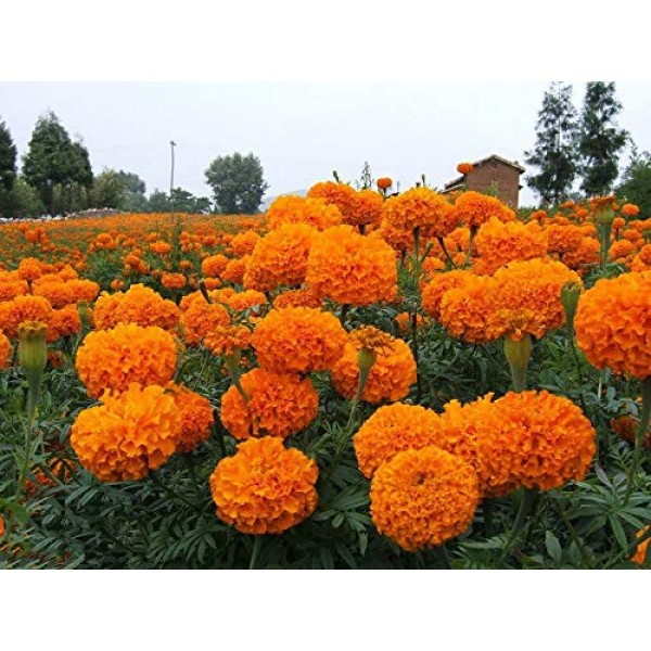 100+ Mixed Marigolds Tagetes Madjestic Flower Seeds African Orange...