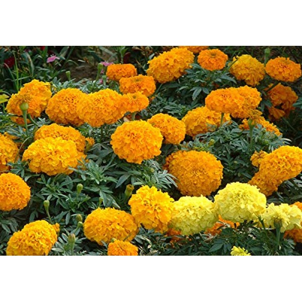 100+ Mixed Marigolds Tagetes Madjestic Flower Seeds African Orange...