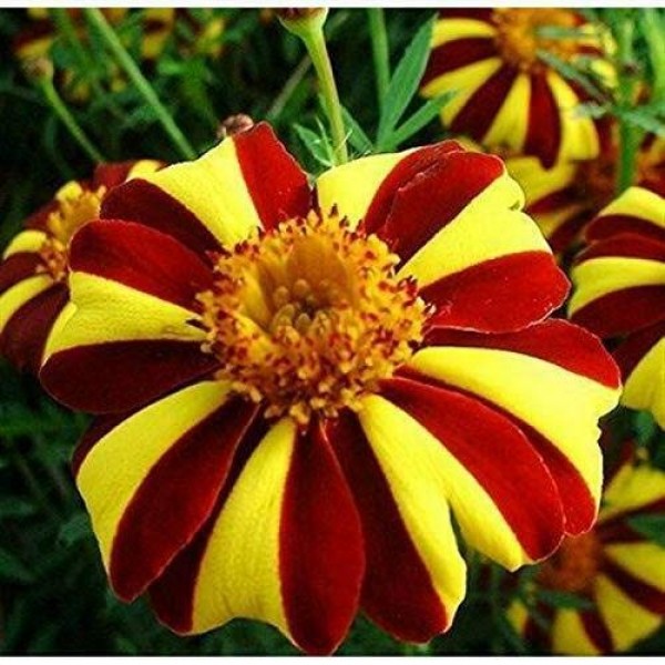 100+ Mixed Marigolds Tagetes Madjestic Flower Seeds African Orange...
