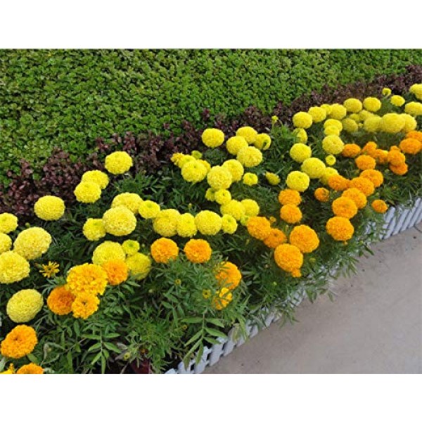 100+ Mixed Marigolds Tagetes Madjestic Flower Seeds African Orange...