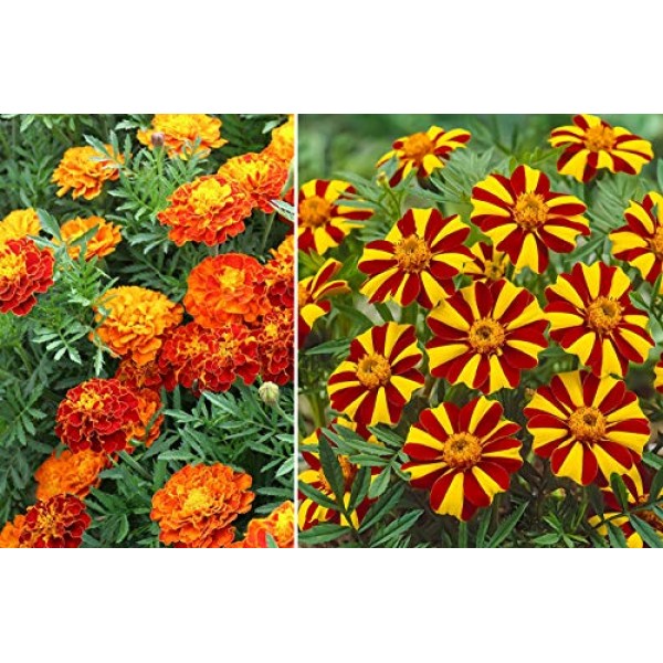 100+ Mixed Marigolds Tagetes Madjestic Flower Seeds African Orange...