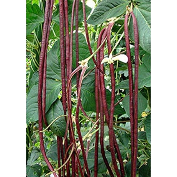 50+ Green or Red Cowpea Yard Long Bean Seeds Yardlong Beans Heirlo...