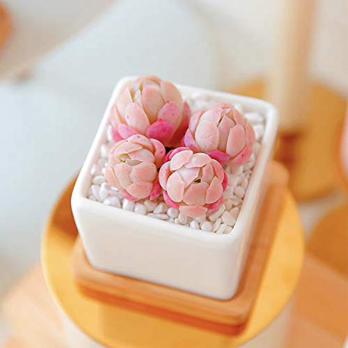 DeeCoo Set of 6 Small Succulent Pots, Ceramic Planter Pots, Mini P...