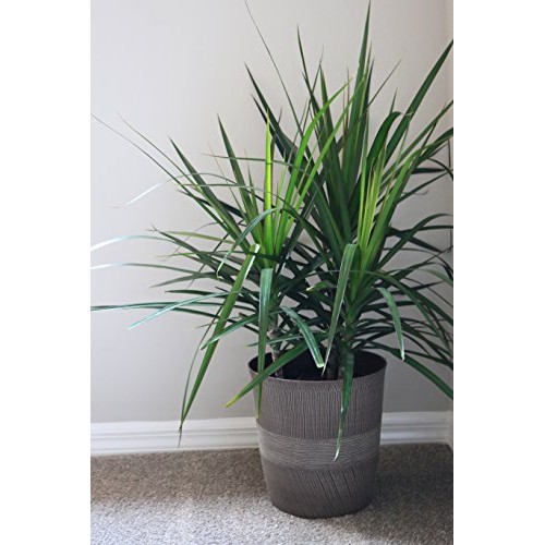 Costa Farms Madagascar Dragon Tree Marginata in 8.75-Inch Grower...