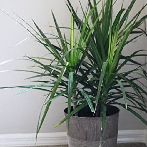Costa Farms Madagascar Dragon Tree Marginata in 8.75-Inch Grower...