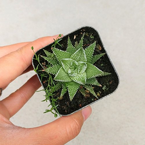 Haworthia Zebra Plant White Stripe Aloe Spiky Succulent 2 inch