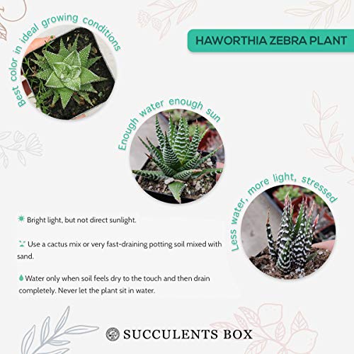 Haworthia Zebra Plant White Stripe Aloe Spiky Succulent 2 inch