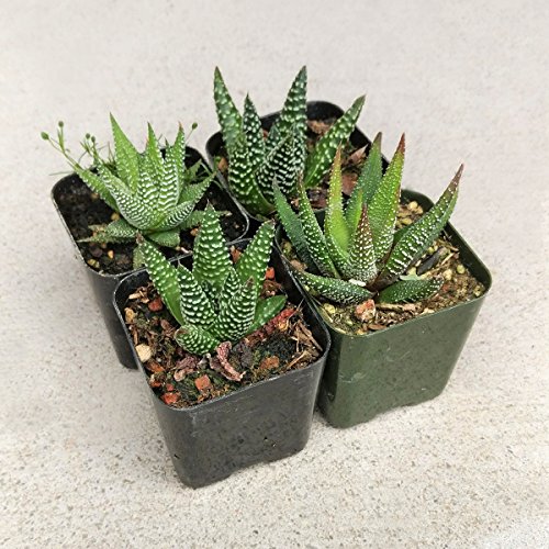 Haworthia Zebra Plant White Stripe Aloe Spiky Succulent 2 inch