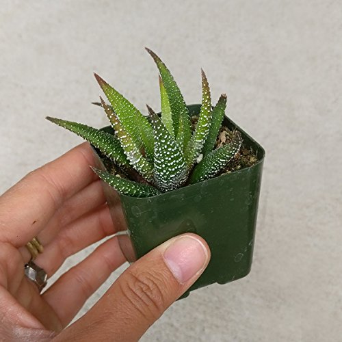 Haworthia Zebra Plant White Stripe Aloe Spiky Succulent 2 inch