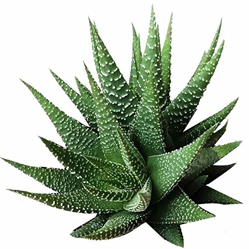 Haworthia Zebra Plant White Stripe Aloe Spiky Succulent 2 inch