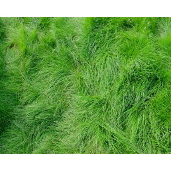 Creeping Red Fescue Lawn Grass - 5 Pounds