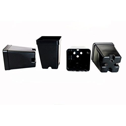 36 Qty 2.5 Inch Square x 3.5 Deep Press Fit Pots for geraniums str...