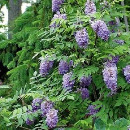 Wisteria frutescens amethyst falls - starter plant