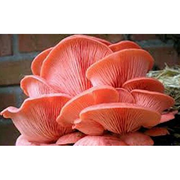 Oyster Pink Mushrooms Mycelium Spores Spawn Dried Seeds Mg006 Non-Hybrid Open-Pollinated Pleurotus Djamor Suited for