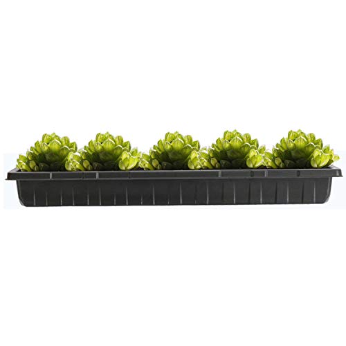 Heavy Duty Trays 5 Pack of Oversized Plant Germination Trays Durab...