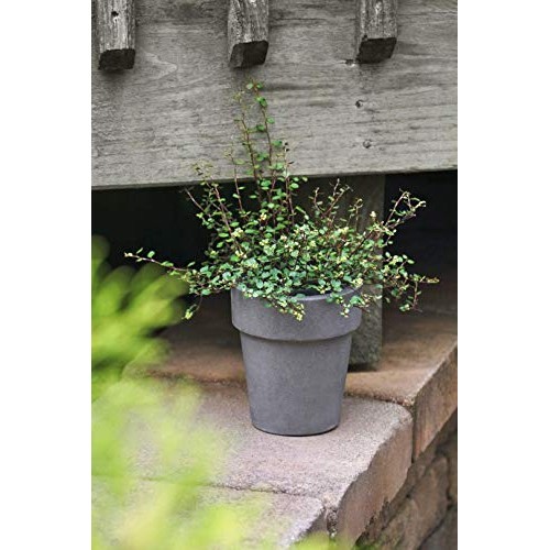 Dutch Country Classics Live Wire Vine Muehlenbeckia Plant, 4 Pot