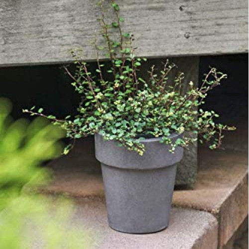 Dutch Country Classics Live Wire Vine Muehlenbeckia Plant, 4 Pot