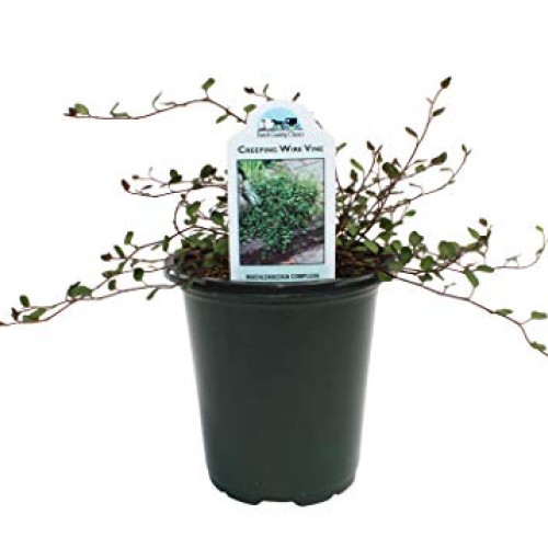 Dutch Country Classics Live Wire Vine Muehlenbeckia Plant, 4 Pot