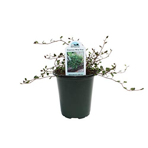 Dutch Country Classics Live Wire Vine Muehlenbeckia Plant, 4 Pot