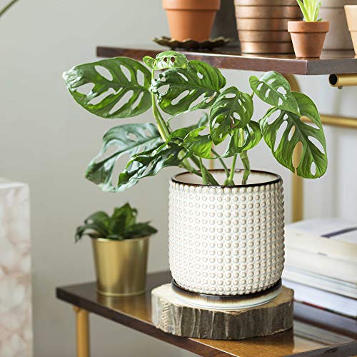 6 Inch Beaded Stoneware Planter Pot with Drainage Hole and Saucer,...