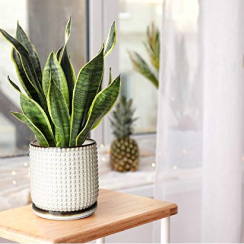 6 Inch Beaded Stoneware Planter Pot with Drainage Hole and Saucer,...