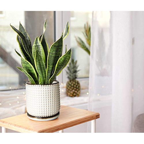 6 Inch Beaded Stoneware Planter Pot with Drainage Hole and Saucer,...
