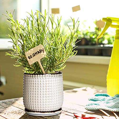 6 Inch Beaded Stoneware Planter Pot with Drainage Hole and Saucer,...