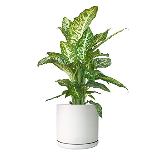 Ceramic Planter Pot with Drainage Hole and Saucer, Indoor Cylinder...