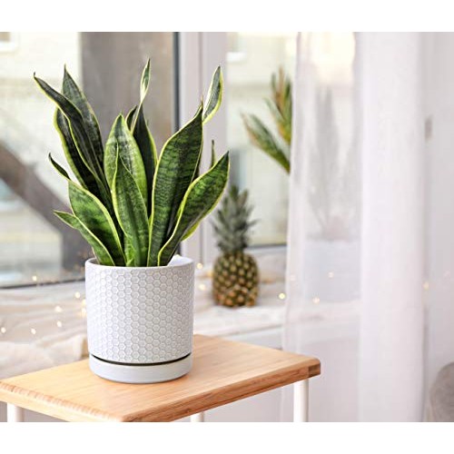 Set of 2 Modern Matte White Honeycomb Embossed Ceramic Planter Pot...